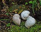 Schnecke