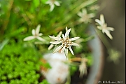 Edelweiss